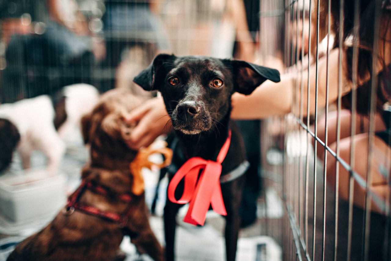 Ist ein Zwingerkäfig für einen Hund zu Hause eine gute Option?