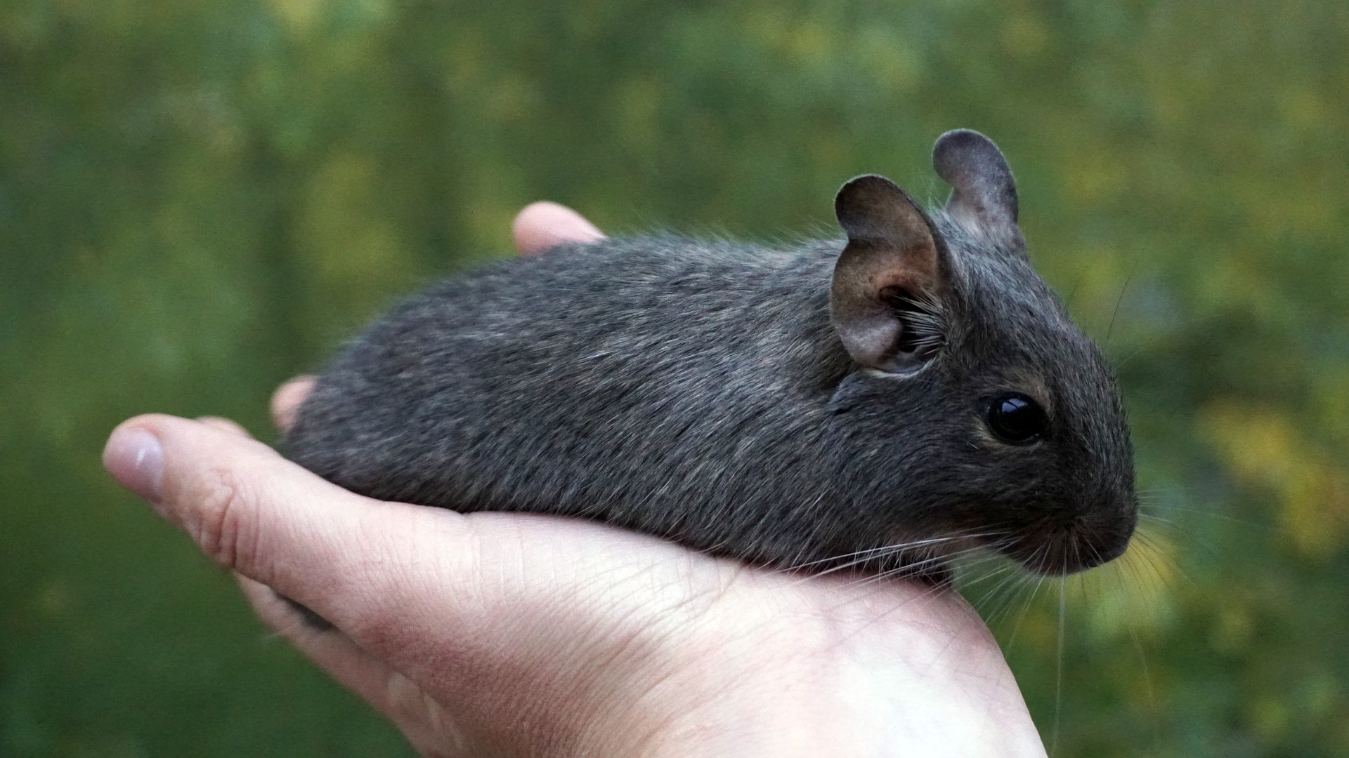 Kann man eine Degu züchten? Lesen Sie, woher dieses Tier kommt und wie es sich als Haustier verhält.