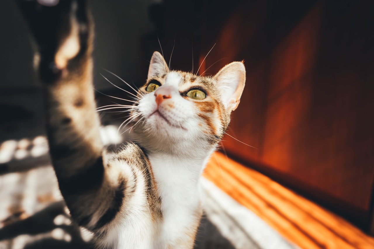 Die Dackelkatze ist die häufigste Hauskatze. Es hat keinen Stammbaum. Es kann verschiedene Farben haben.