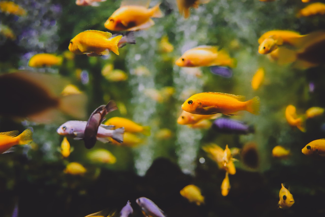 Krankheiten bei Aquarienfischen können aus verschiedenen Gründen entstehen.