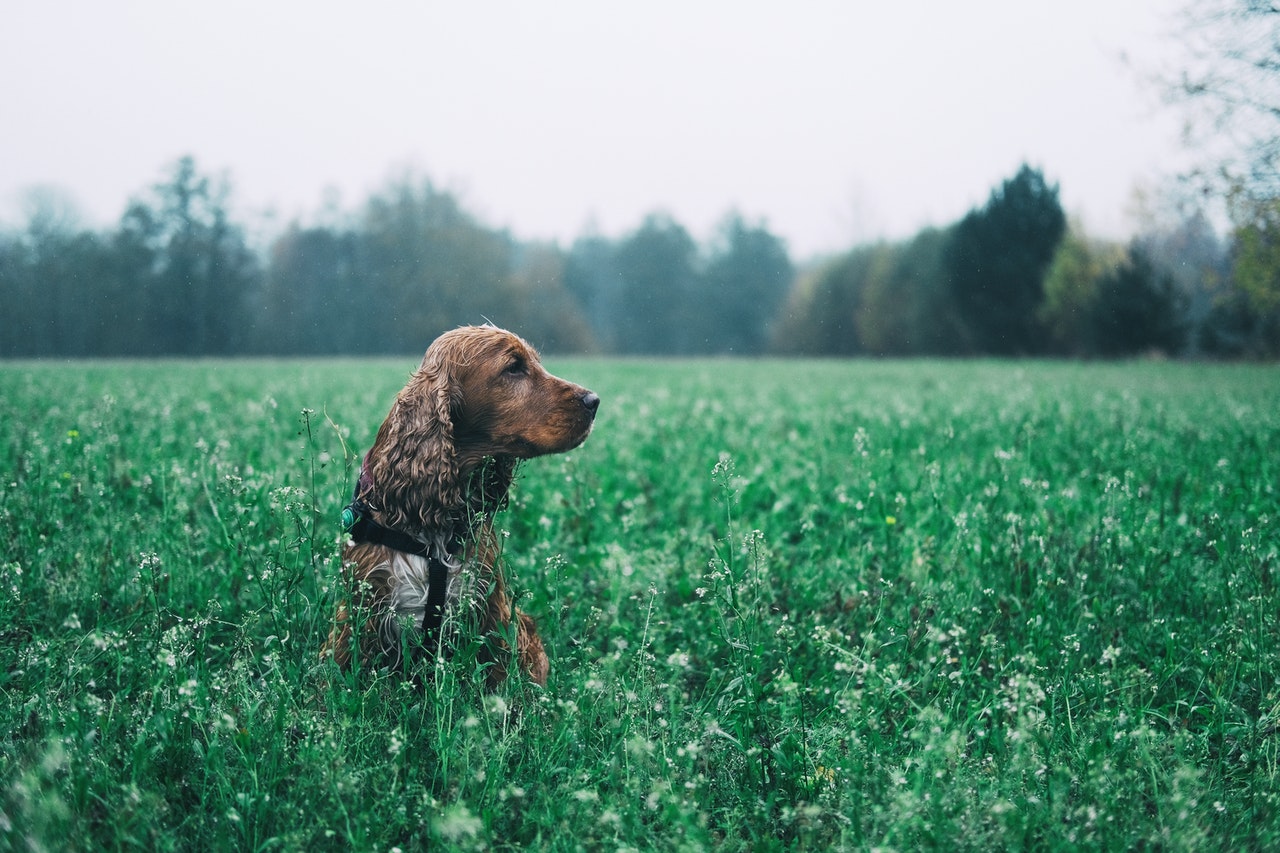 Der Cocker Spaniel ist ein anmutiger Familienbegleiter, der leicht lernt und ein äußerst freundliches Wesen hat
