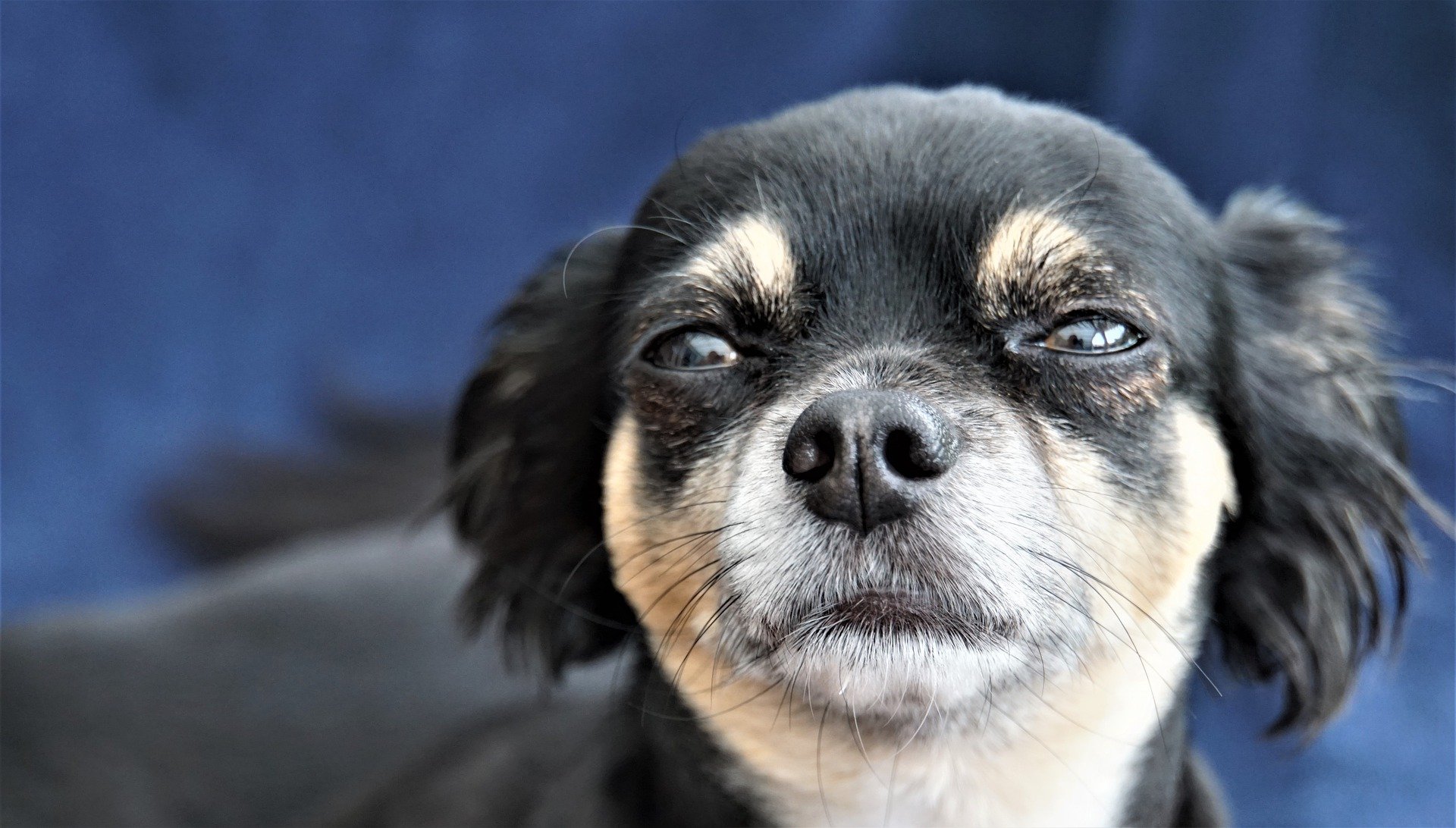 Können Tränen der Traurigkeit bei einem Hund auftreten?