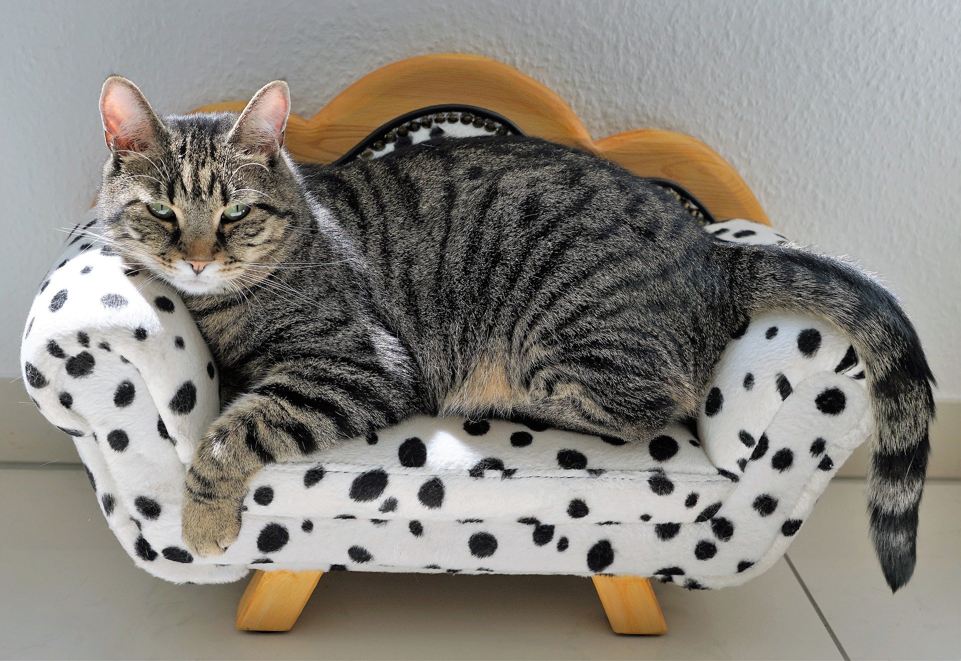 Was sind die größten Katzen der Welt?