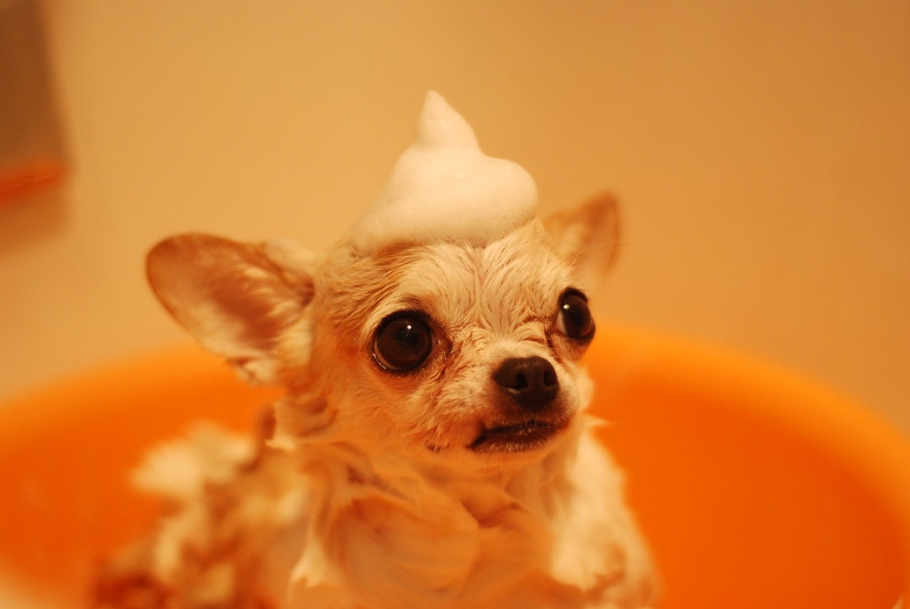 Schadet das häufige Baden Ihres Hundes oder hilft es ihm?
