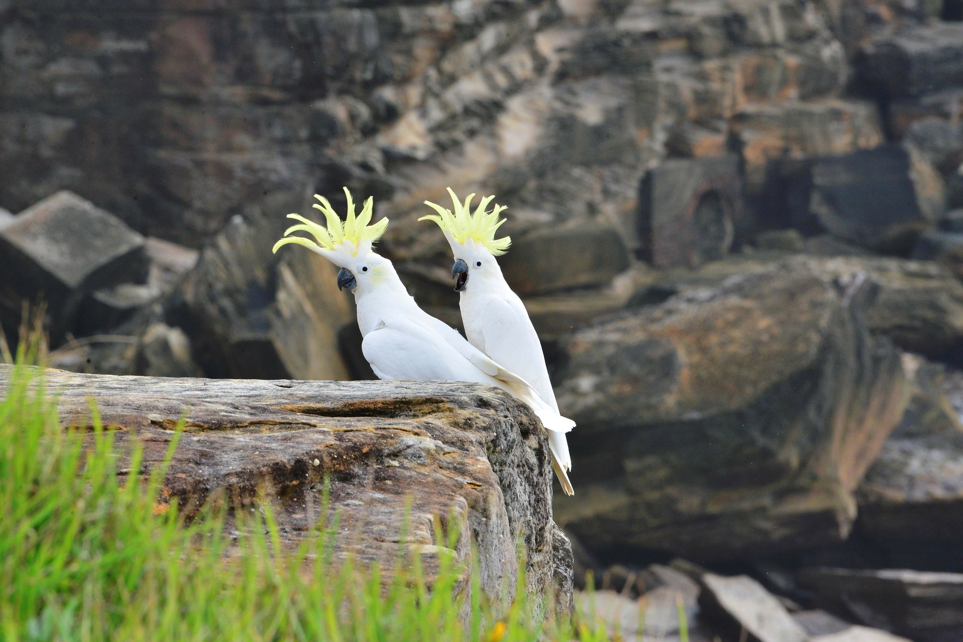Der Kakadu soll der beste Vogelfreund des Menschen sein.