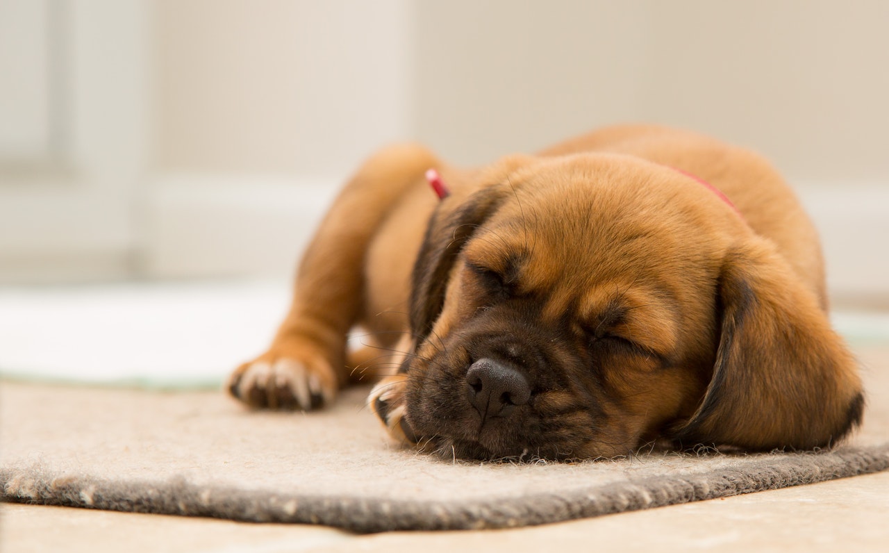 Was ist zu tun, wenn ein Hund hustet, Symptome eines hustenden Hundes?