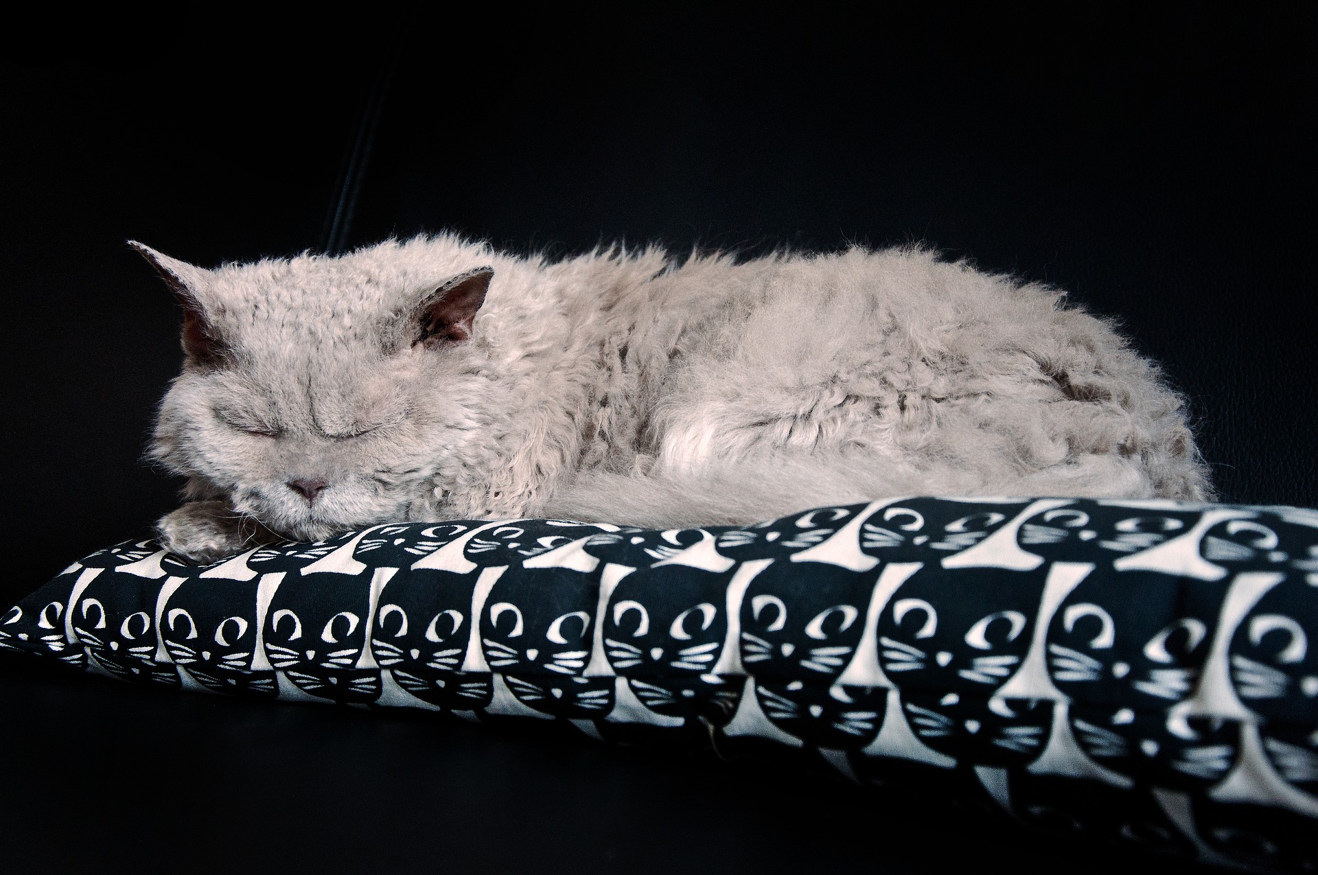 Selkirk Rex sind wunderschöne Katzen mit einem einzigartigen Fell, das dem eines Schafes ähnelt.