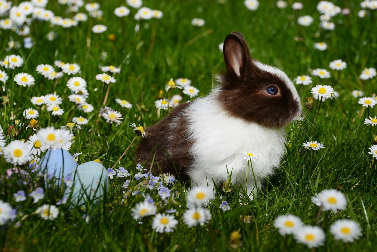 welche Arten von Zwergkaninchen gibt es?