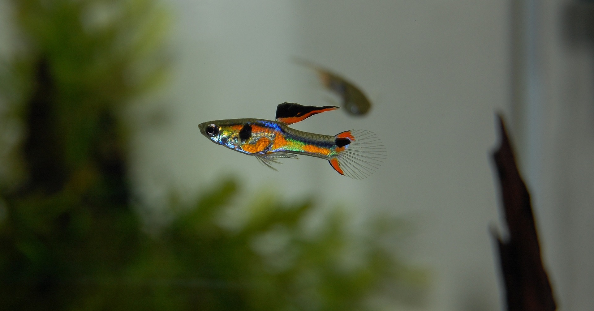 Guppys sind einer der beliebtesten Aquarienfische, Guppys kaufen.
