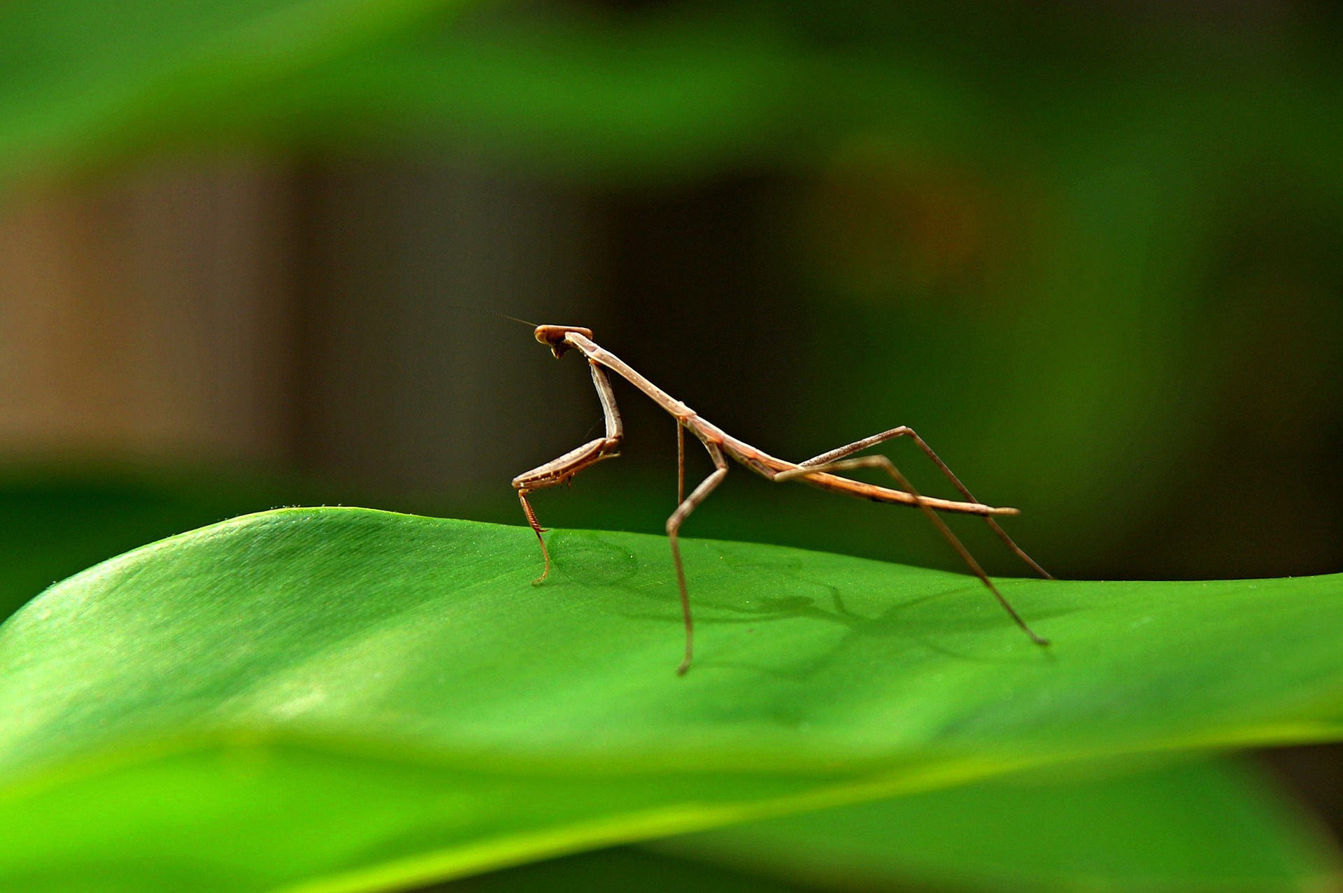 Stabheuschrecken sind interessante Insekten mit einem faszinierenden Aussehen.