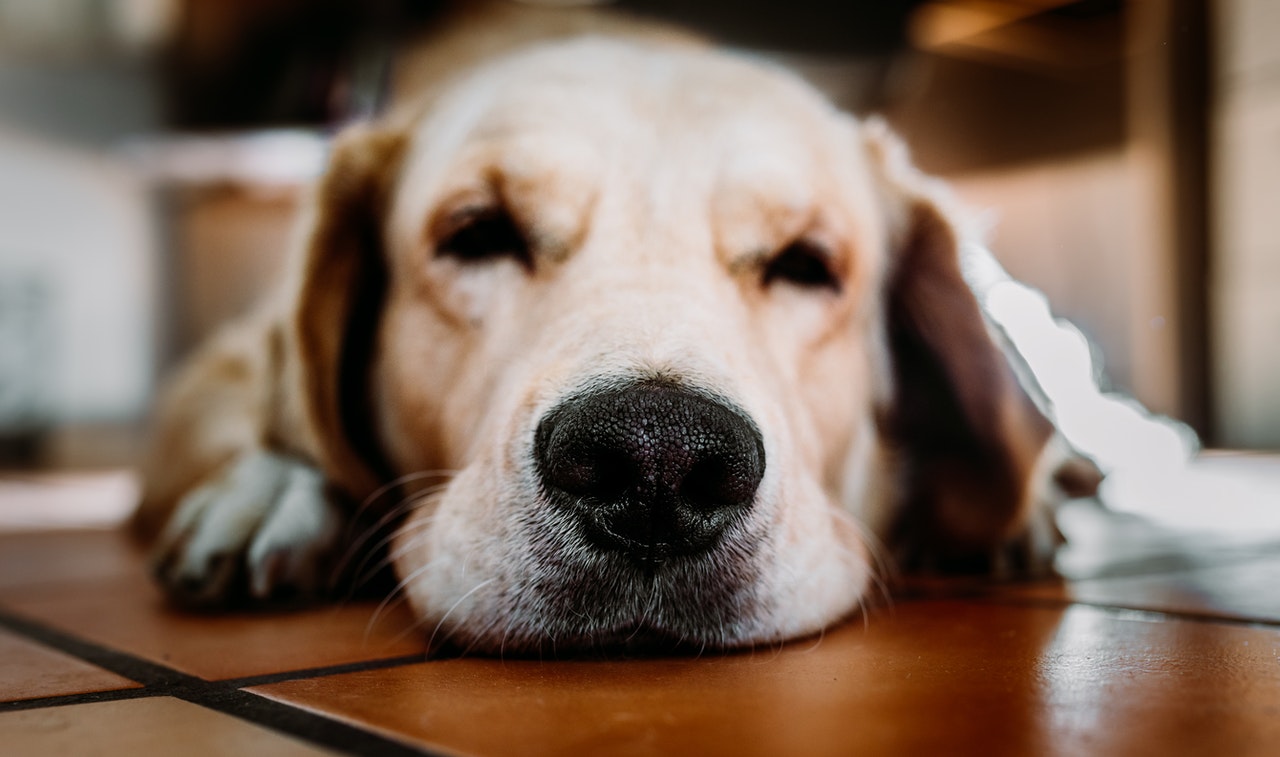 Hat Ihr Hund eine trockene, warme Nase? Hundenase Krankheiten.