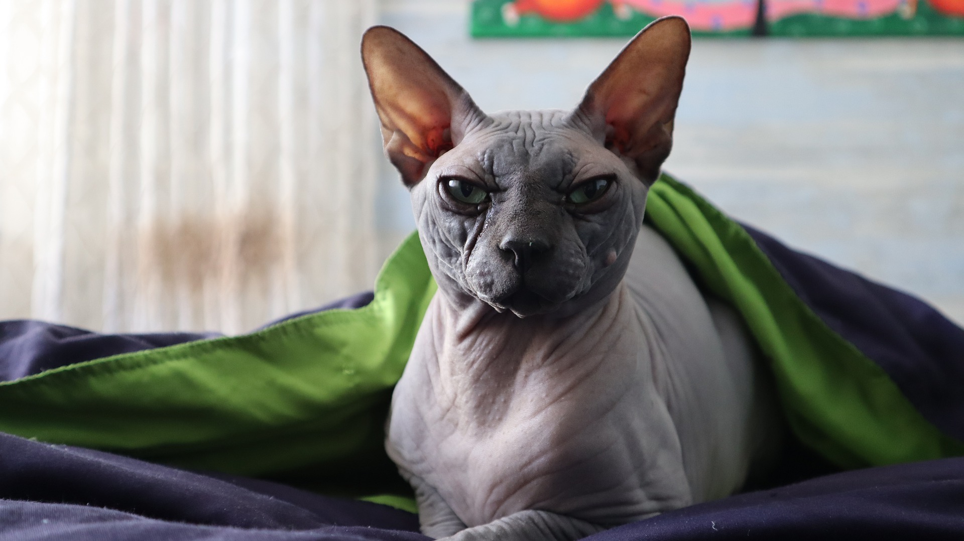 Nacktkatzen entstanden durch eine spontane genetische Mutation.