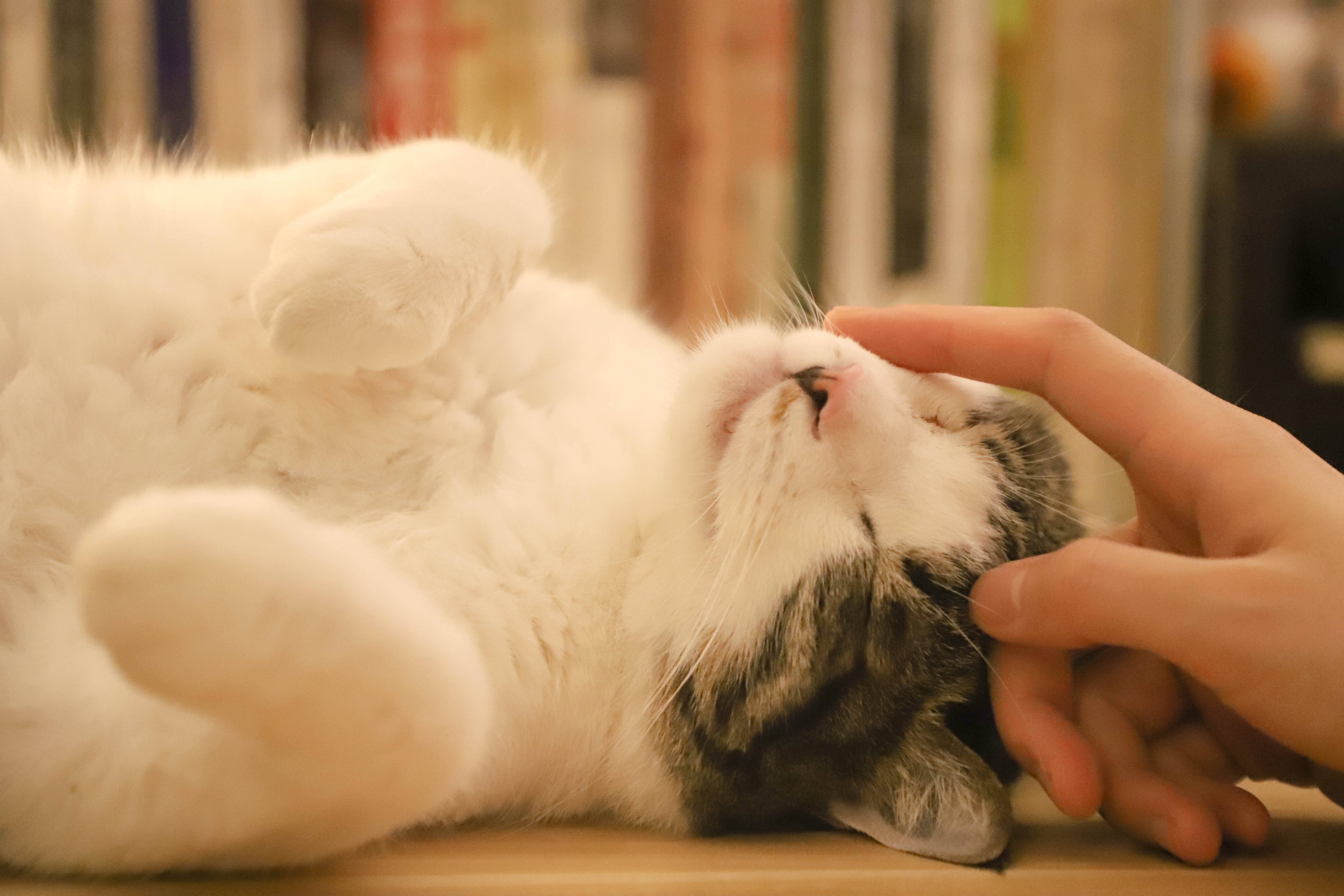 Felinotherapie unterstützt die Therapie für Menschen in Not.