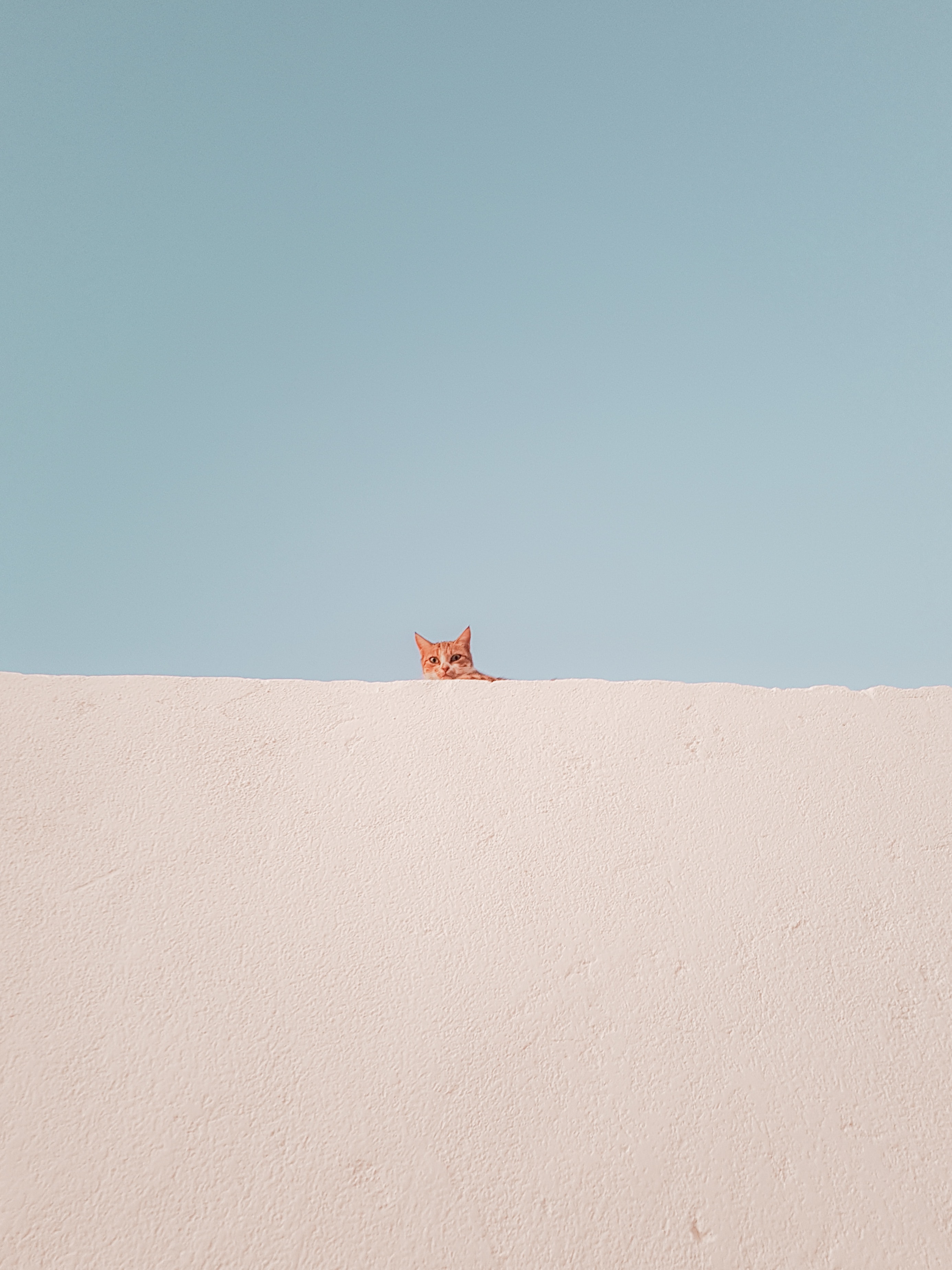 Jedes Katzenstreu hat bestimmte Vorteile, aber die Wahl hängt von der Katze ab.