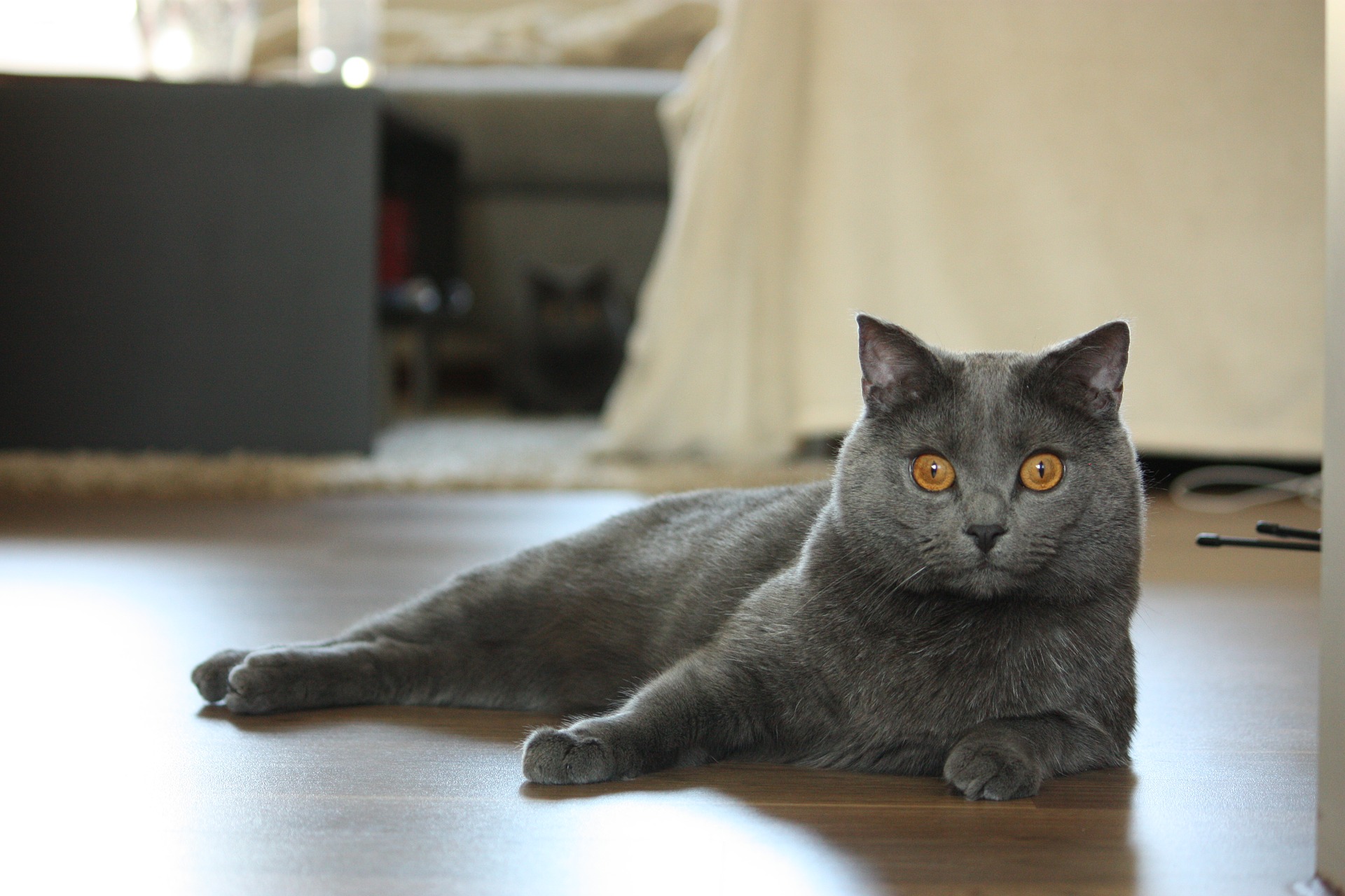 Die Kartäuser-Katze ist eine intelligente Rasse, lernt leicht, spielt und streichelt gerne, bindet sich stark an ihren Besitzer.