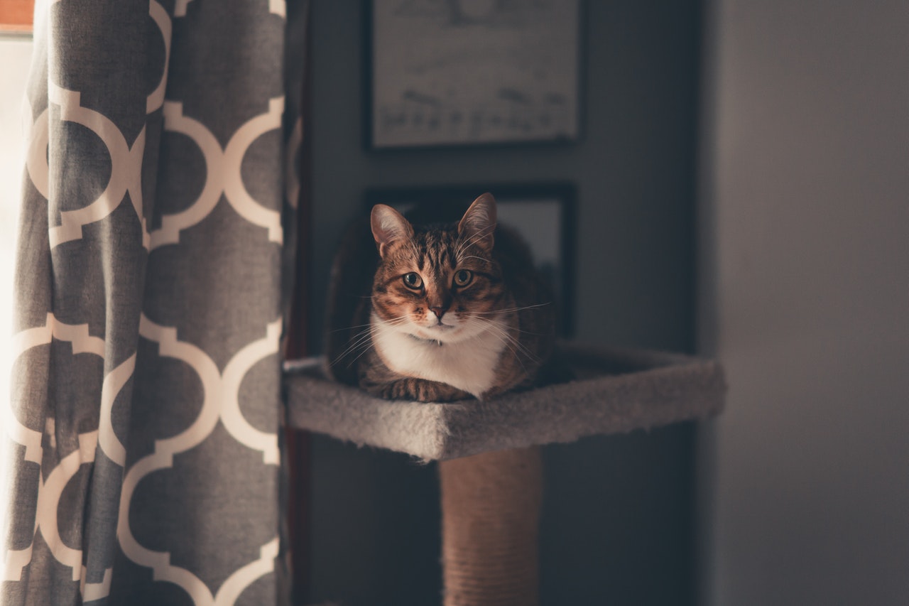 Eines der notwendigsten Accessoires für eine Hauskatze ist ein Kratzbaum.
