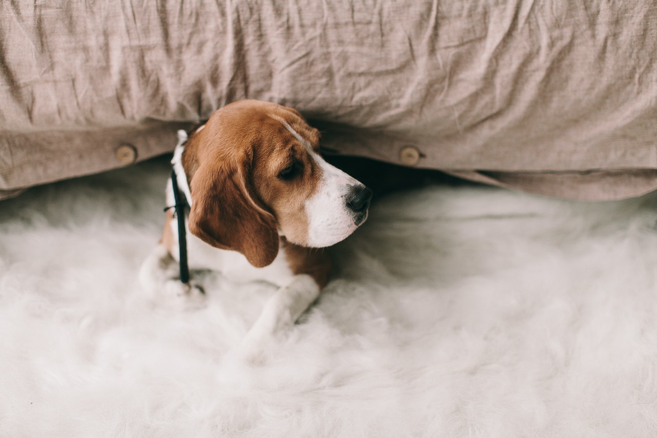 Die Bauchspeicheldrüsenentzündung beim Hund erfordert eine intensive Behandlung.