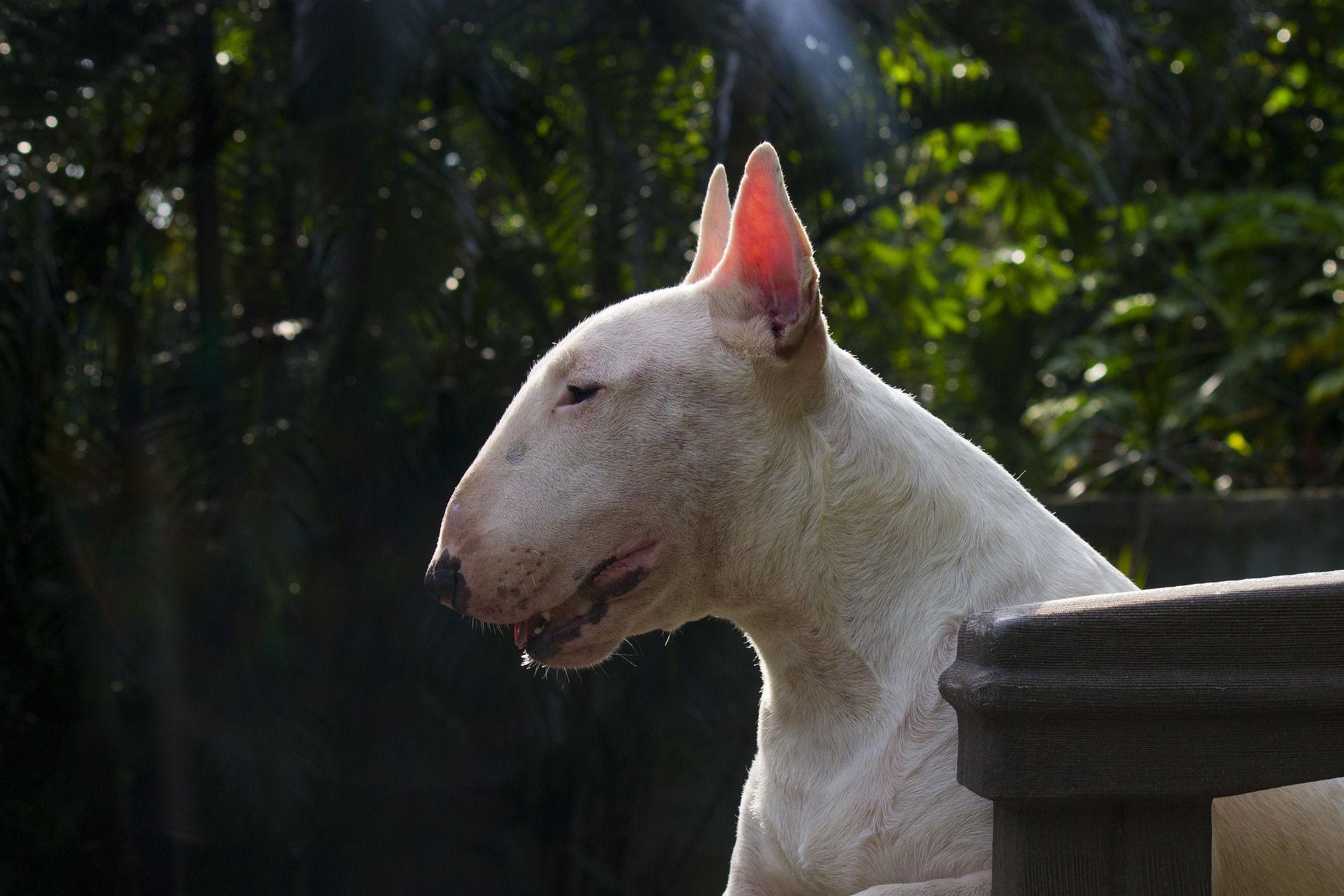Der Bulterier ist ein Hund mit einem charakteristischen eiförmigen Kopf. Er ist sehr anhänglich, energisch und mobil.