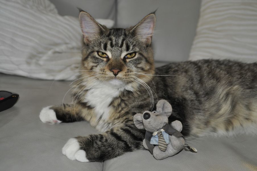 Können Katzen Mäuse fressen?
