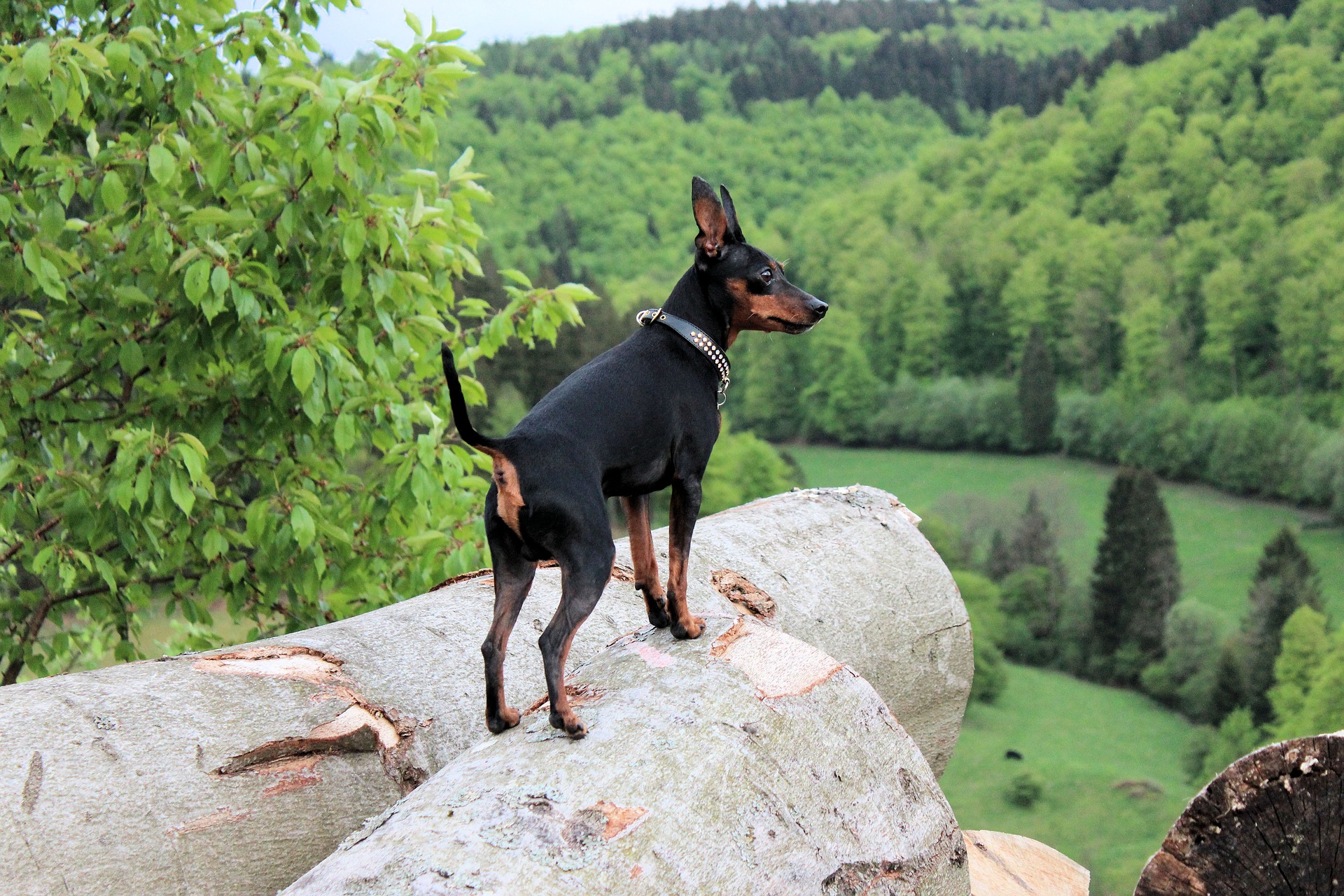 Der Zwergpinscher, gemeinhin als Ratler bekannt, ist ein kleiner, aktiver und energiegeladener Hund.