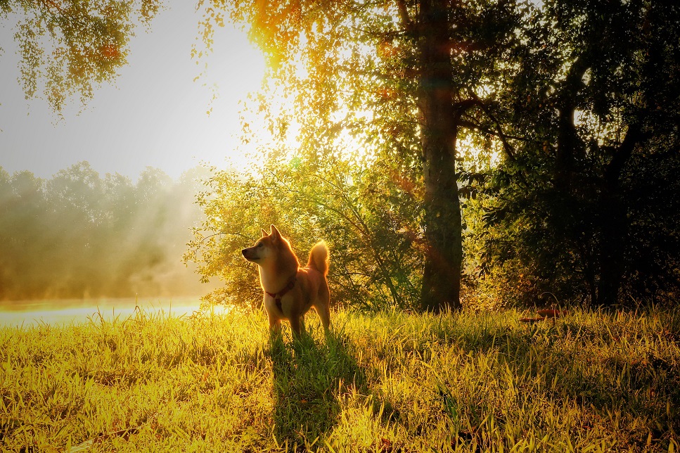 Shiba ist ein Hund aus dem Fernen Osten.