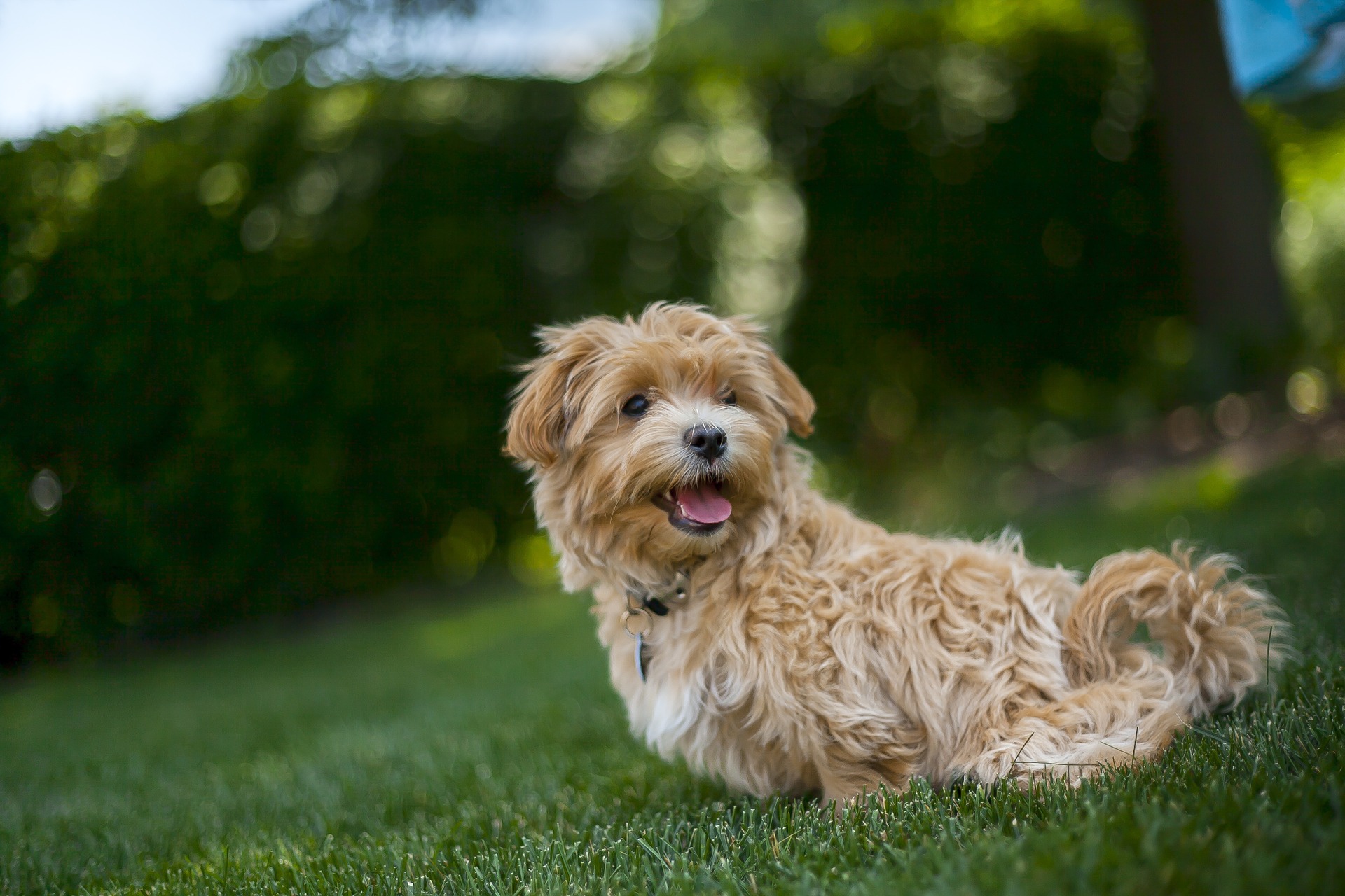 Der Maltipoo ist ein Hund, der das Aussehen eines Maskottchens hat. Sie erfordert eine angemessene Pflege, Erziehung und Behandlung.