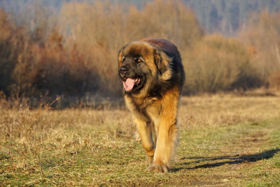 Der Leonberger ist ein großer, äußerst intelligenter, freundlicher und ausgeglichener Hund.