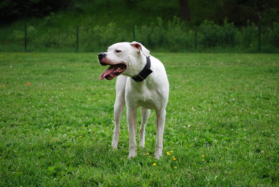 Argentinischer Hund - die wichtigsten Informationen über die Rasse