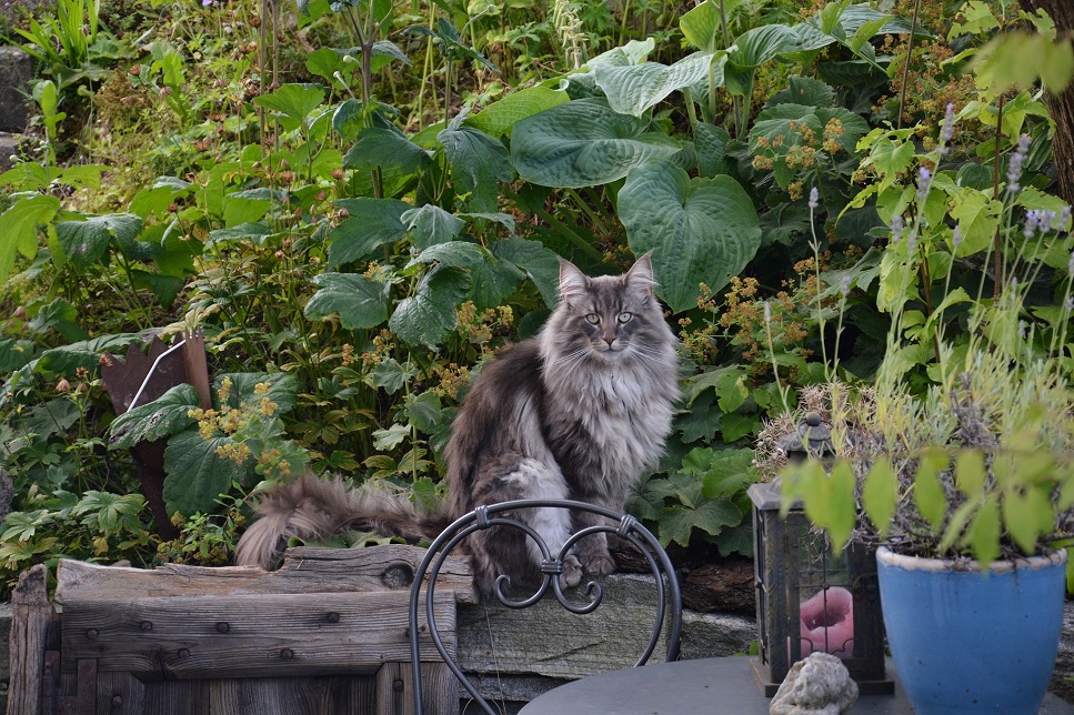 Norwegische Waldkatze - die wichtigsten Informationen über die Rasse