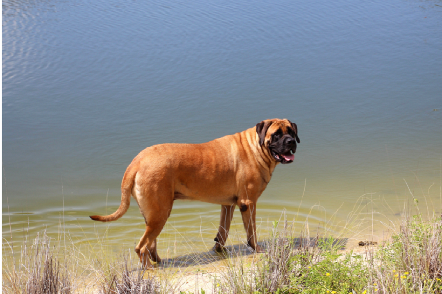 Charakter und Beschreibung von Mastiff.