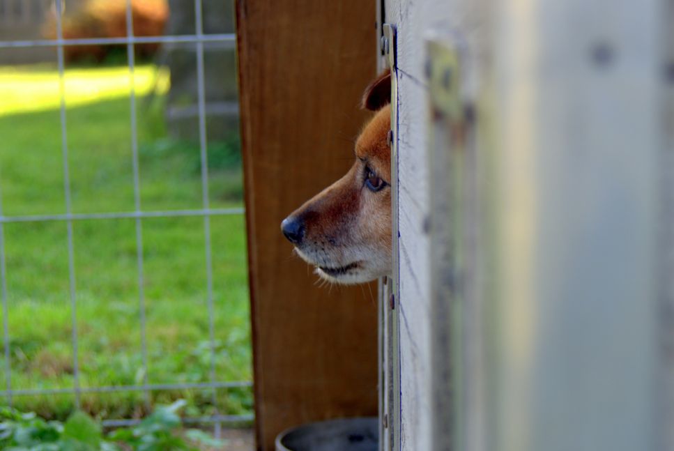Worum geht es bei der Freiwilligenarbeit in einem Tierheim?