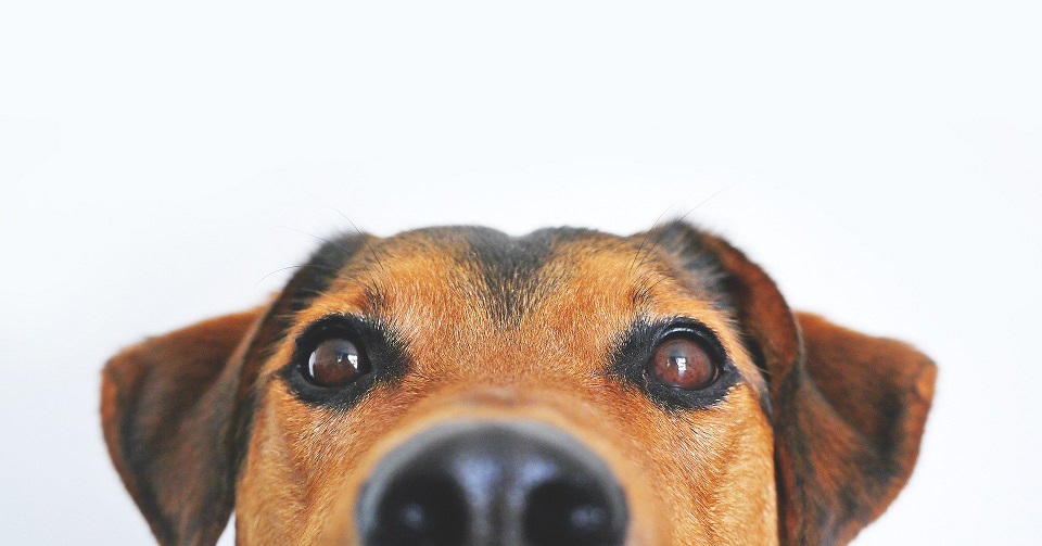 Ein Hund hat ein viel größeres Sichtfeld als ein Mensch und kann im Dunkeln besser sehen.