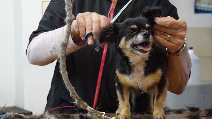 Das Schneiden von Hunden zu Hause erfordert viel manuelles Geschick.