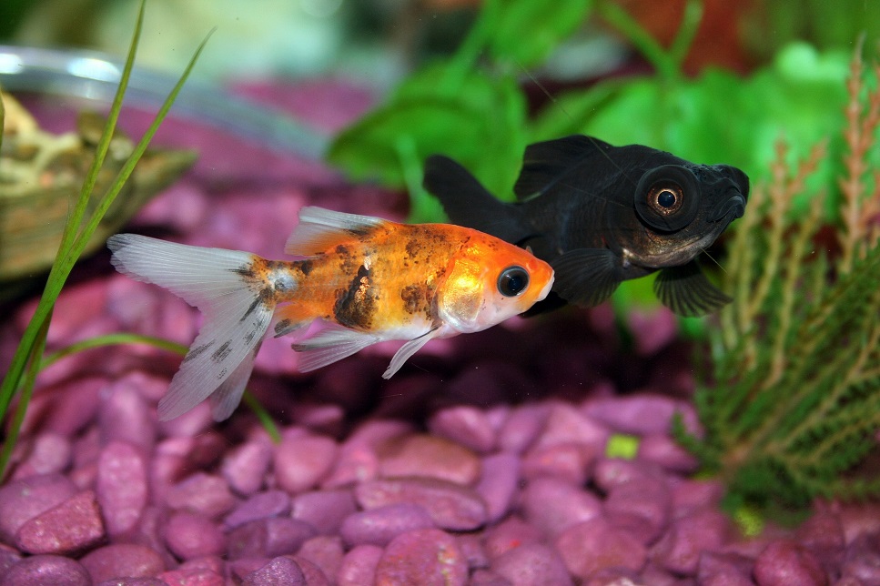 Was fressen Aquarienfische?