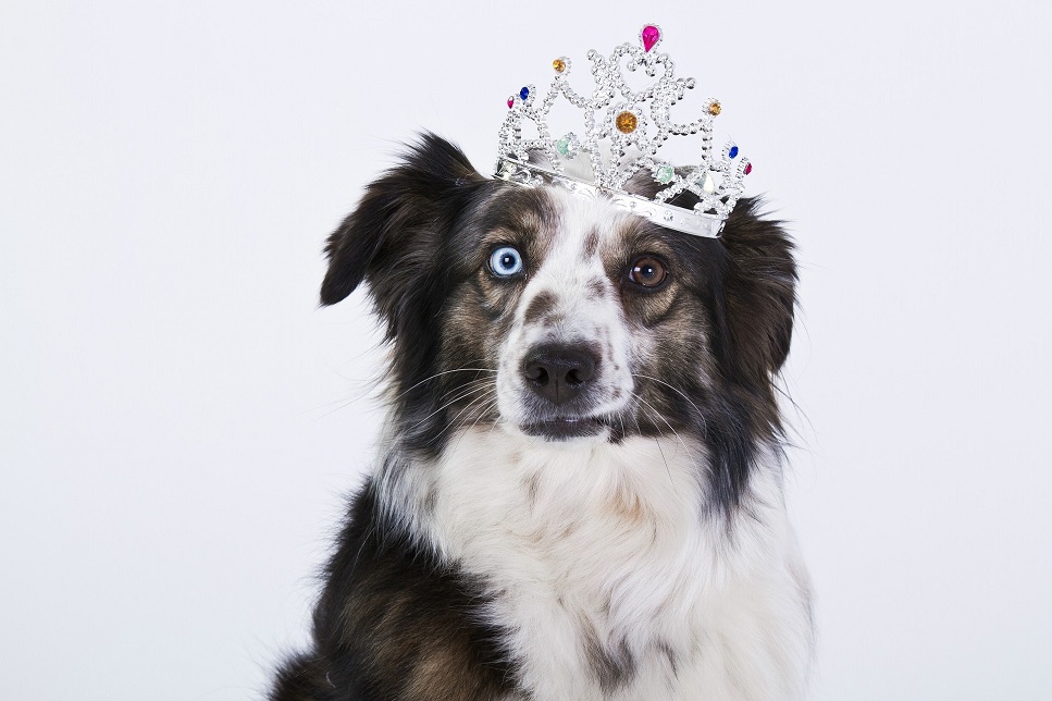 Augenbindehautentzündung beim Hund - Ursachen, Symptome, Behandlung