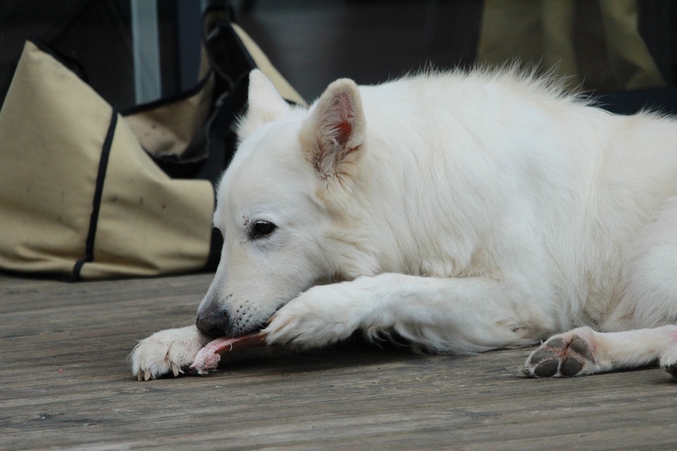 Pferdefleisch für Hunde - ist es ein gesundes Fleisch für Hunde?
