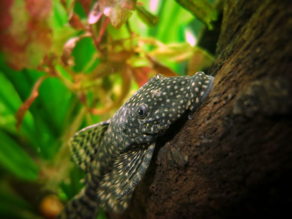 Algenfresser - Ancistrus oder Leopardenfische