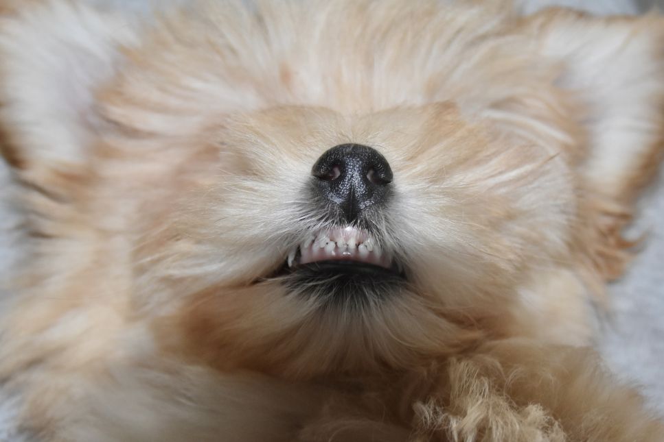 Ersatz von Zähnen bei einem Hund