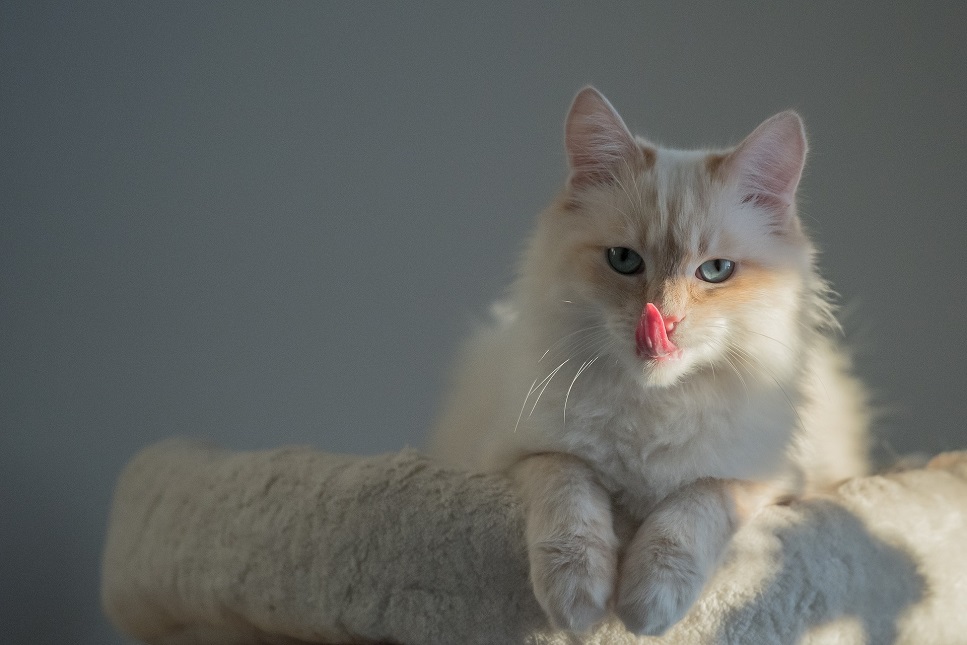 Birmakatze ist ein ruhiges Tier, das die Gesellschaft des Menschen sehr schätzt und gerne spielt.