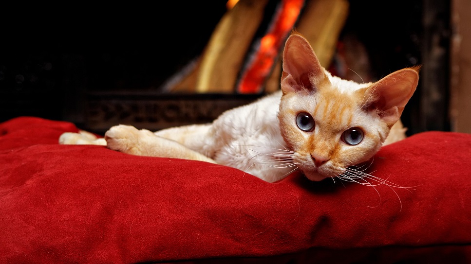 Devon rex sind Katzen mit einem sehr interessanten Aussehen.