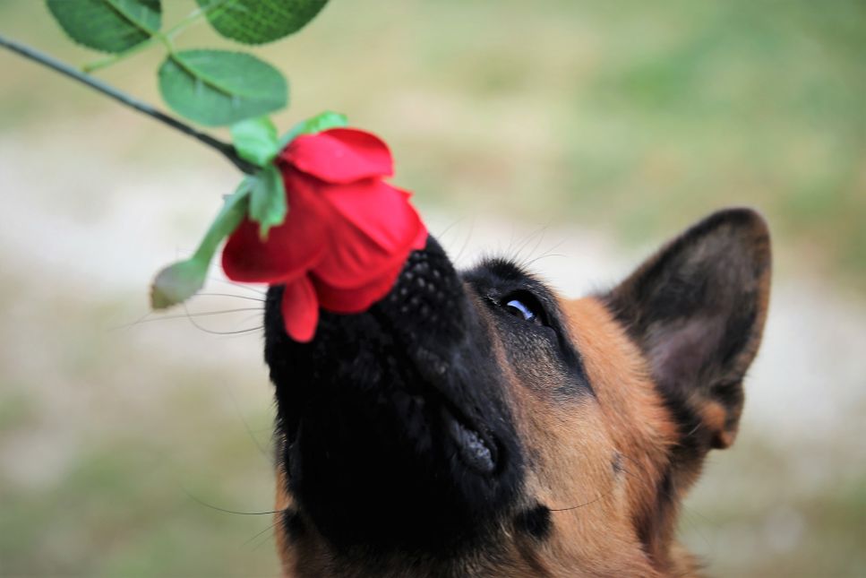 Jeder Hund hat andere Duftvorlieben, aber es gibt ein paar Duftlinien, die kein Hund mag.