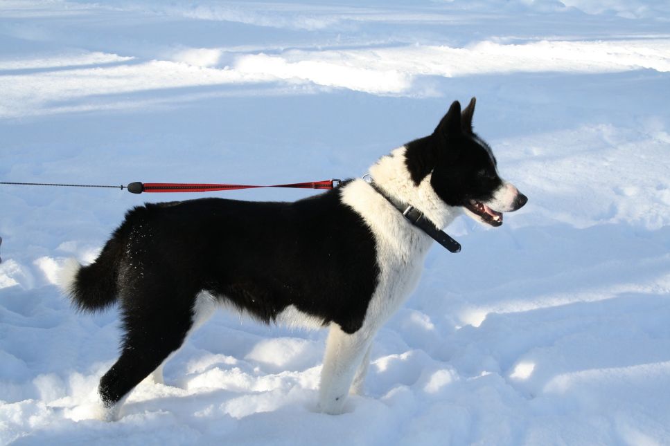 Der karelische Bärenhund hat den Charakter eines Jagdhundes.