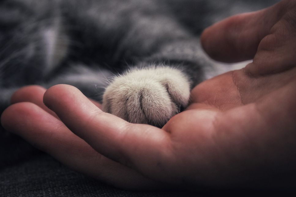 Warum schnurren Katzen?