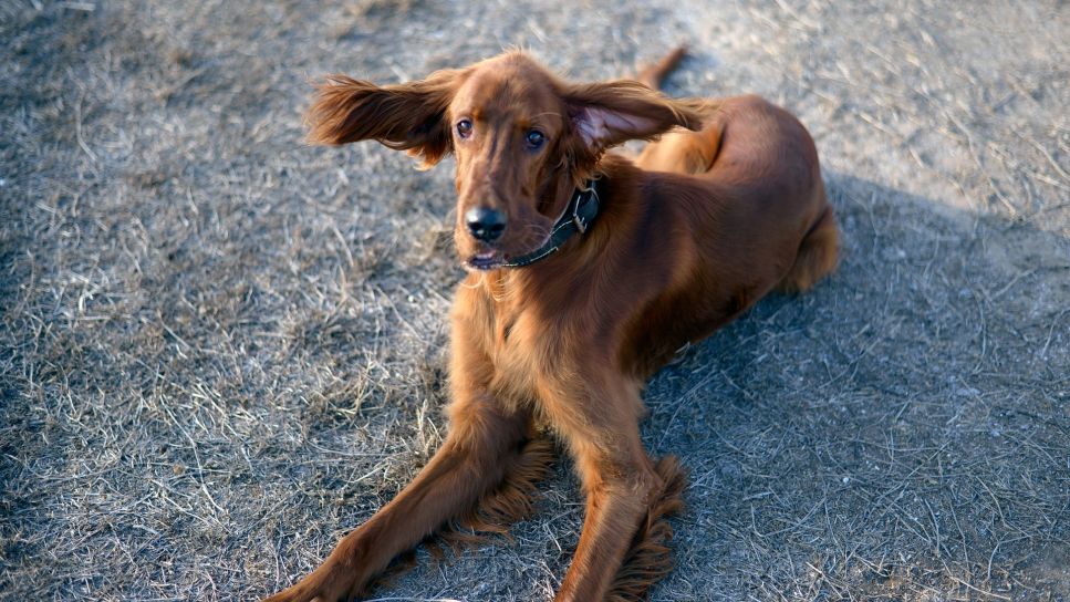 Der Irish Setter ist eine Jagdhunderasse mit einem hohen Bewegungsbedürfnis, sehr gesellig und freundlich.