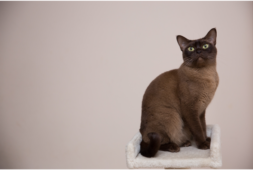 Burma-Katzen waren an der Entstehung vieler anderer berühmter Katzenrassen beteiligt.
