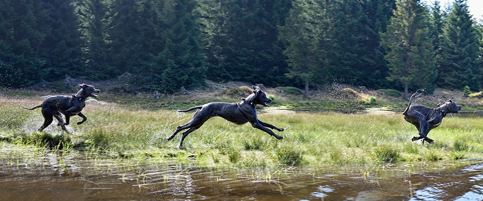 Die Deutsche Dogge ist ruhig, sehr herzlich und äußerst freundlich.