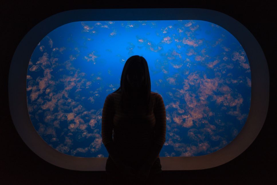 Sehen Sie, worauf Sie bei der Bestellung eines maßgeschneiderten Aquariums achten sollten.