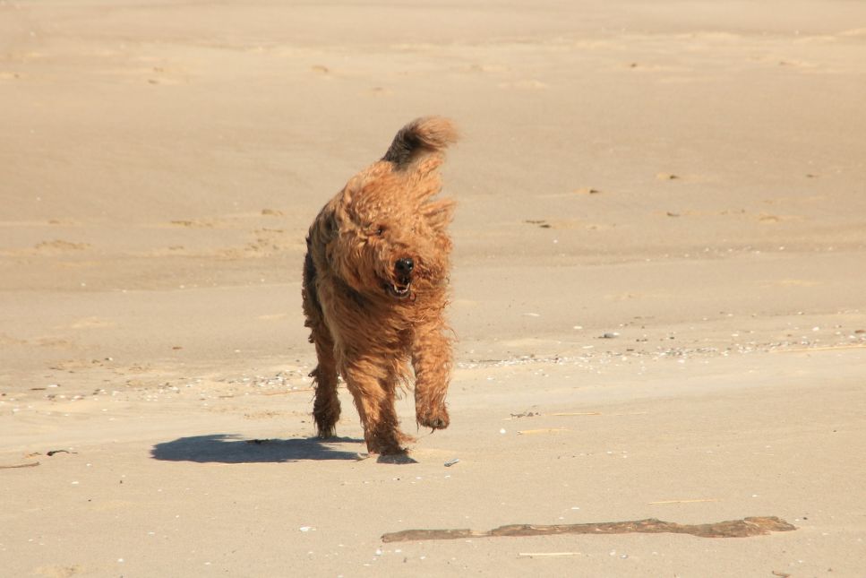 Der Airedale Terrier ist sehr aktiv und spielfreudig.