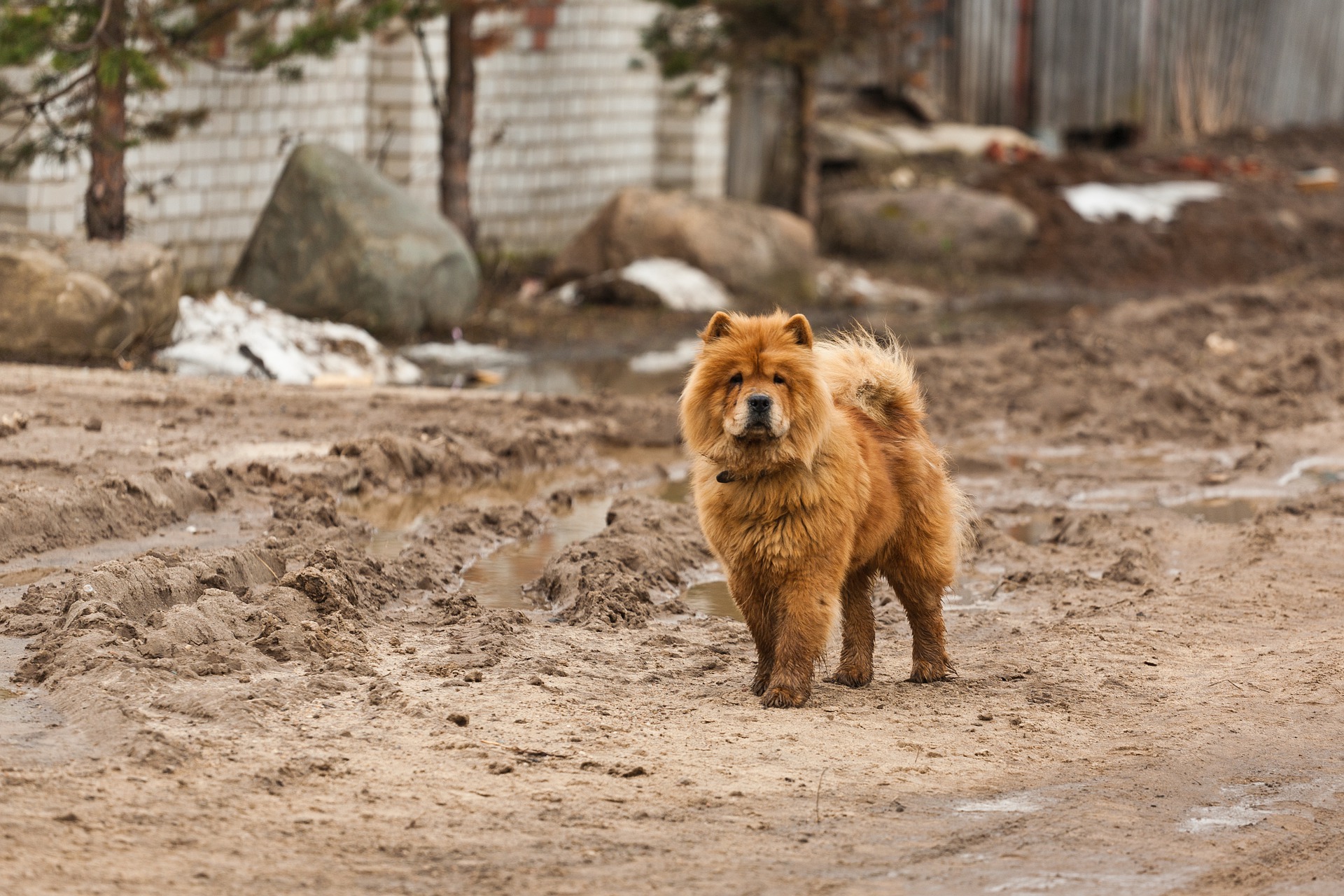 Chow-Chow ist eine aus China stammende Hunderasse mit flauschigem Fell und einer leicht blauen Zunge.
