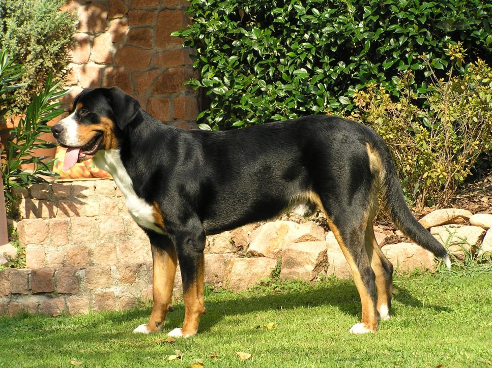 Erziehung und Ausbildung eines Entlebuchers - ein kleiner Schweizer Schäferhund, wichtige Tipps in unserem Artikel.